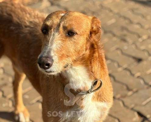 Peter-Mix Podenco