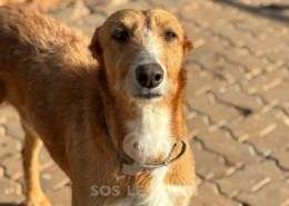 Peter-Mix Podenco