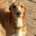 Peter-Mix Podenco