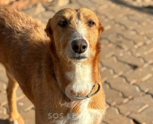 Peter-Mix Podenco
