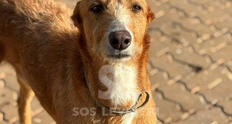Peter-Mix Podenco