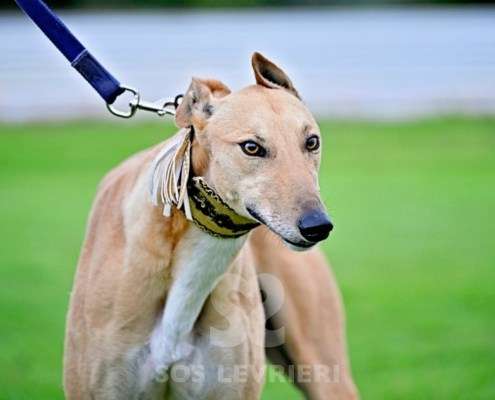 Roggy-Greyhound