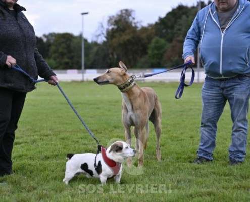 Roggy-Greyhound
