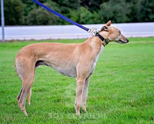 Roggy-Greyhound