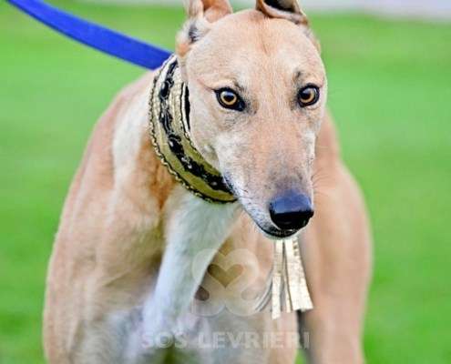 Roggy-Greyhound