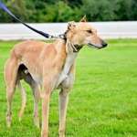 Roggy-Greyhound