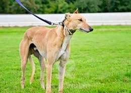 Roggy-Greyhound