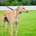 Roggy-Greyhound
