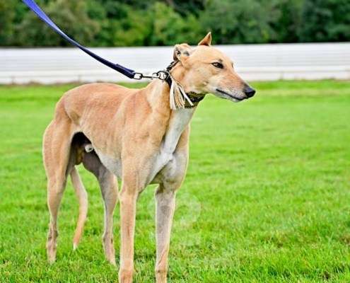 Roggy-Greyhound