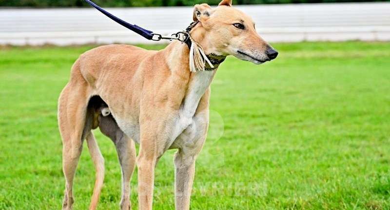 Roggy-Greyhound