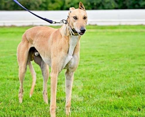 Roggy-Greyhound
