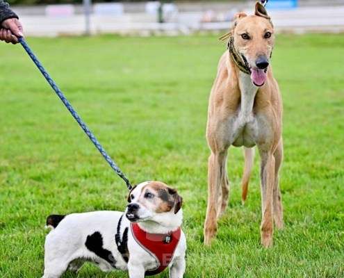 Roggy-Greyhound