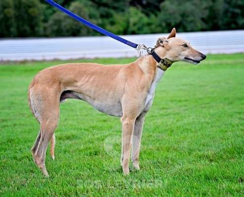 Roggy-Greyhound