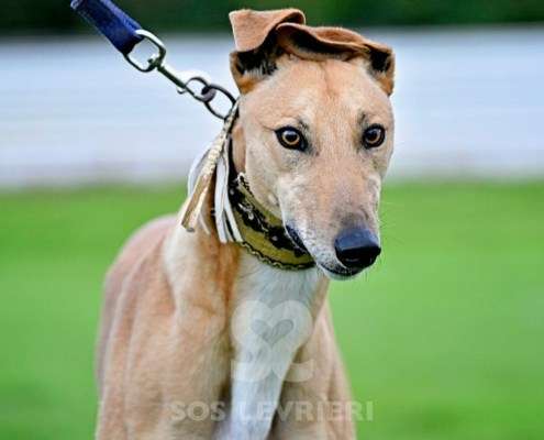 Roggy-Greyhound