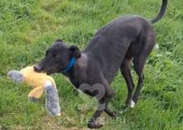 Scarlet-Greyhound