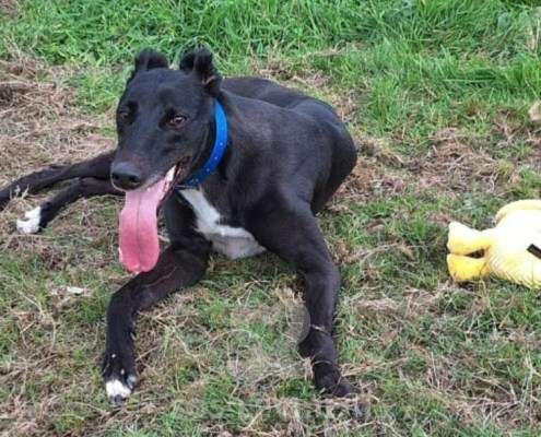 Scarlet-Greyhound_12 Scarlet-Greyhound