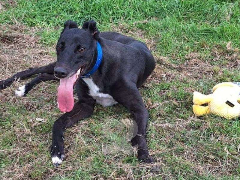 Scarlet-Greyhound_12 Scarlet-Greyhound