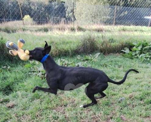 Scarlet-Greyhound_13 Scarlet-Greyhound