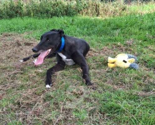 Scarlet-Greyhound_14 Scarlet-Greyhound