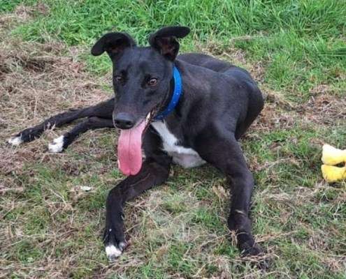 Scarlet-Greyhound_15 Scarlet-Greyhound