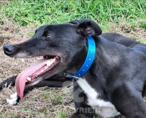 Scarlet-Greyhound_16 Scarlet-Greyhound