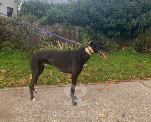 Scottie-Greyhound