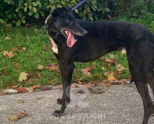 Scottie-Greyhound