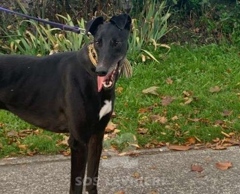 Scottie-Greyhound