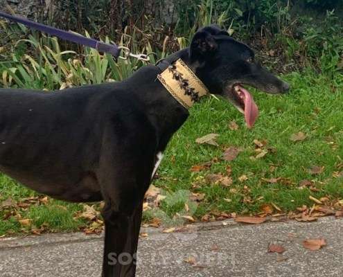 Scottie-Greyhound