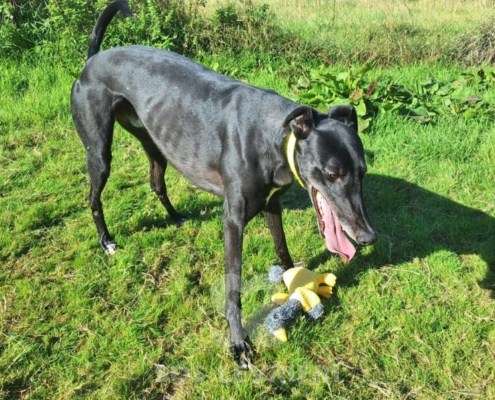 Scottie-Greyhound