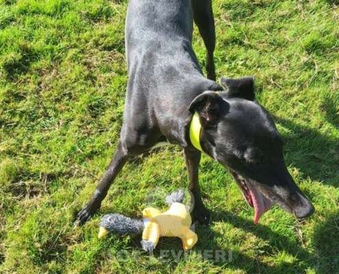 Scottie-Greyhound
