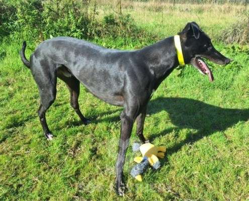 Scottie-Greyhound