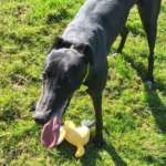 Scottie-Greyhound