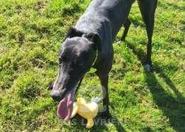 Scottie-Greyhound
