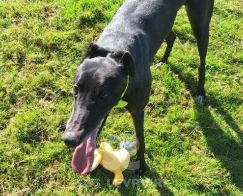 Scottie-Greyhound