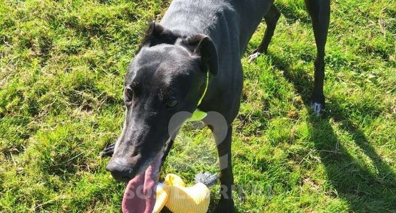 Scottie-Greyhound