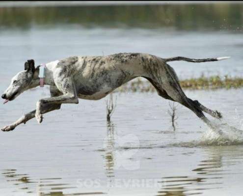 Sila-Galgo