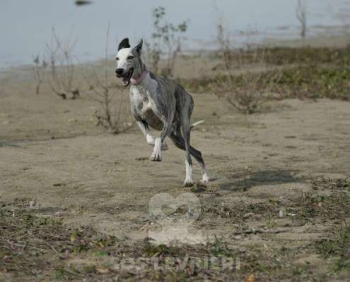 Sila-Galgo