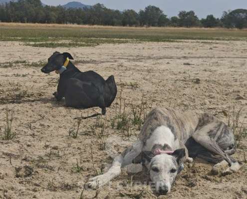 Sila-Galgo