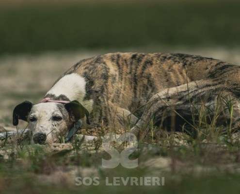 Sila-Galgo