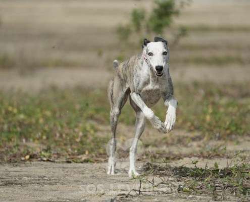 Sila-Galgo