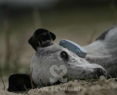 Sila-Galgo