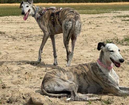 Sila-Galgo
