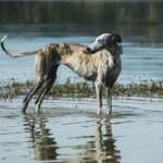 Sila-Galgo