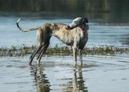 Sila-Galgo