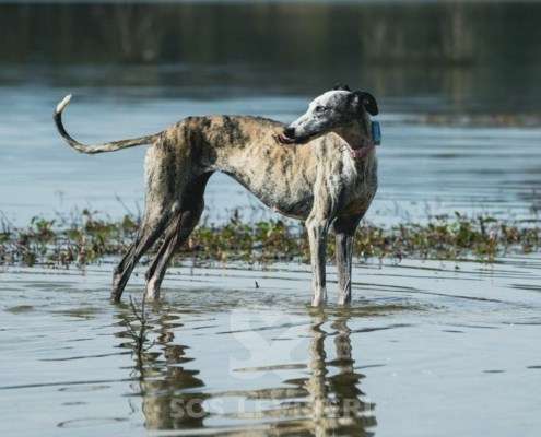 Sila-Galgo