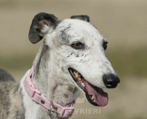 Sila-Galgo