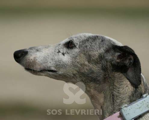 Sila-Galgo