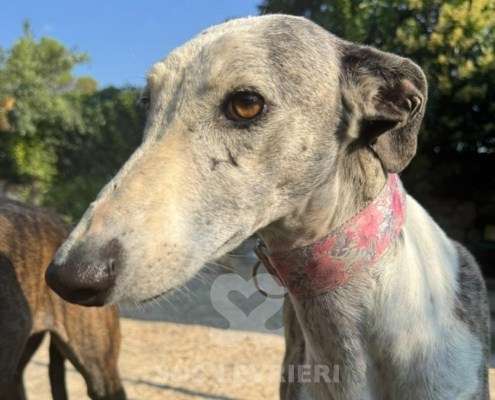 Sila-Galgo
