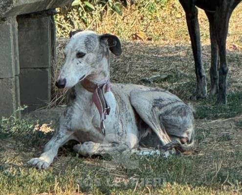 Sila-Galgo